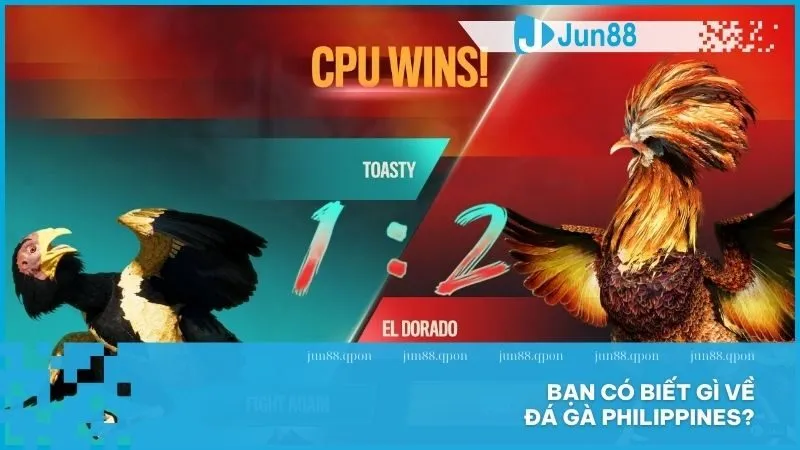 Bạn có biết gì về đá gà Philippines?