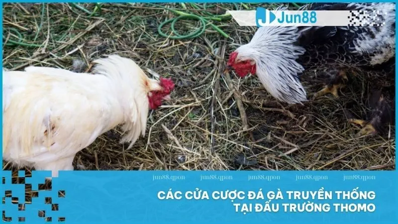 Đá gà Thomo – Nét văn hóa đấu kê đỉnh cao tại Campuchia 4 Các cửa cược đá gà truyền thống tại đấu trường Thomo