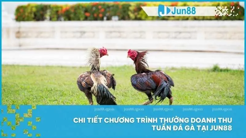 Tận Hưởng Thưởng Doanh Thu Tuần Đá Gà Chỉ Có Tại Jun88 3 Chi tiết chương trình thưởng doanh thu tuần đá gà tại Jun88