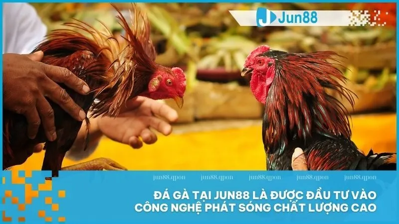 Đá gà tại Jun88 là được đầu tư vào công nghệ phát sóng chất lượng cao