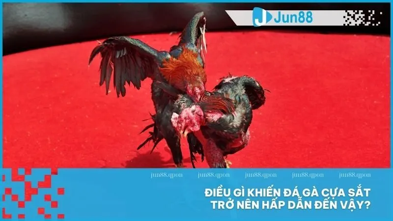 Điều gì khiến đá gà cựa sắt trở nên hấp dẫn đến vậy?