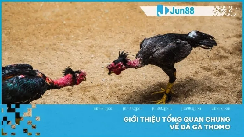 Đá gà Thomo – Nét văn hóa đấu kê đỉnh cao tại Campuchia 2 Giới thiệu tổng quan chung về đá gà Thomo