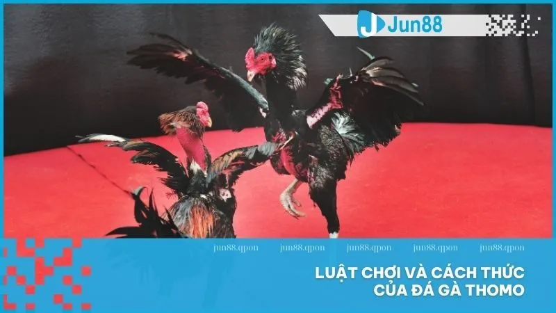 Đá gà Thomo – Nét văn hóa đấu kê đỉnh cao tại Campuchia 3 Luật chơi và cách thức của đá gà Thomo