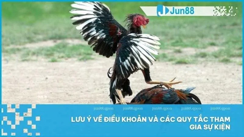 Tận Hưởng Thưởng Doanh Thu Tuần Đá Gà Chỉ Có Tại Jun88 5 Lưu ý về điều khoản và các quy tắc tham gia sự kiện