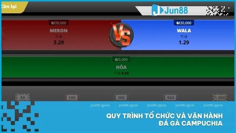 Quy trình tổ chức và vận hành đá gà Campuchia