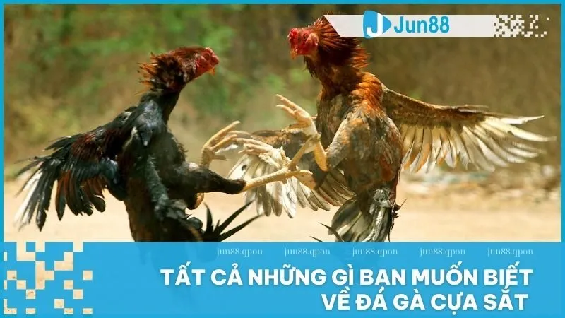 Đá gà cựa sắt