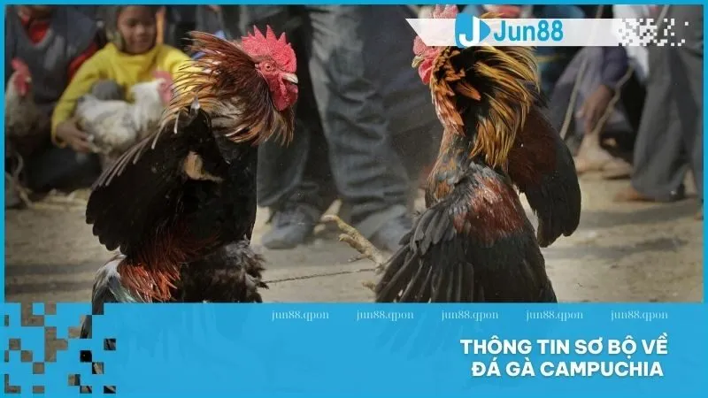 Thông tin sơ bộ về đá gà Campuchia 