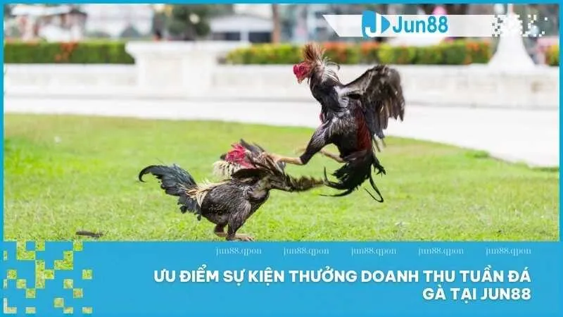 Tận Hưởng Thưởng Doanh Thu Tuần Đá Gà Chỉ Có Tại Jun88 2 Ưu điểm sự kiện thưởng doanh thu tuần đá gà tại Jun88