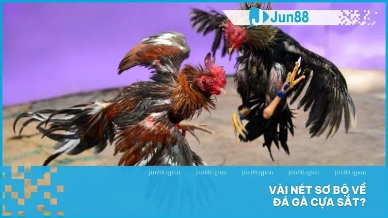 Vài nét sơ bộ về đá gà cựa sắt